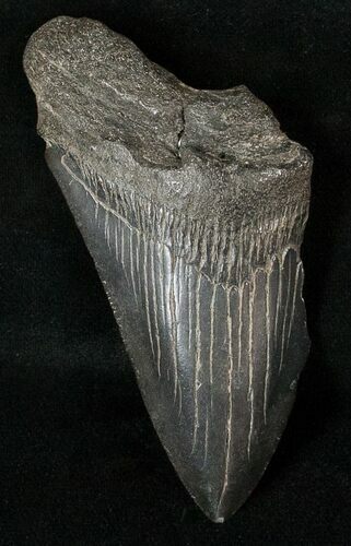 Bargain Megalodon Tooth - South Carolina #17372